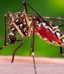 Dengue Fever And It's Homoeopathic Treatment