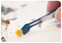 What is Homeopathy